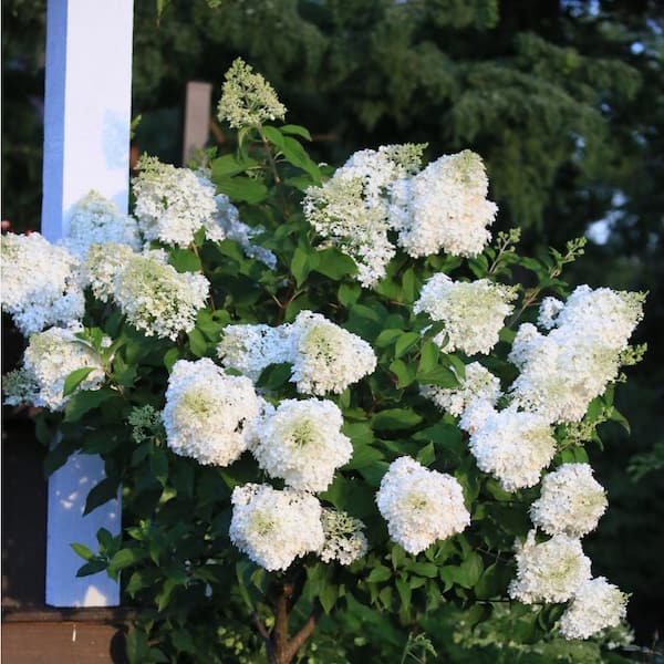 5 Gal. Hydrangea Limelight Shrub - Lime Green Blooms Age to Red and Pink