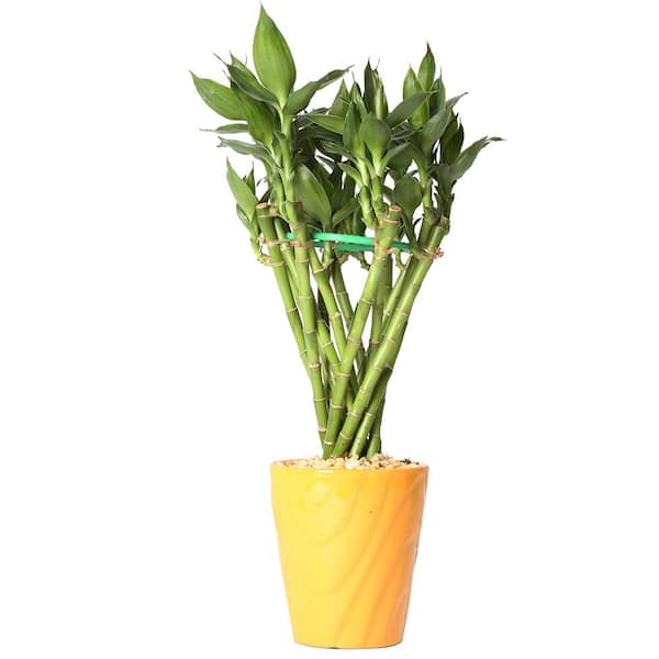 Costa Farms Medium Lucky Bamboo Tunnel Braid in 4.5 in. Samba Diamond Orange Ceramic