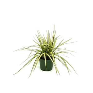 6 in.  Dracaena Ray of Sunshine Plant in Grower Pot