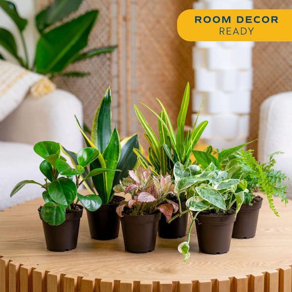 Exotic Angel Plants Grower's Choice Exotic Angel Indoor Plant