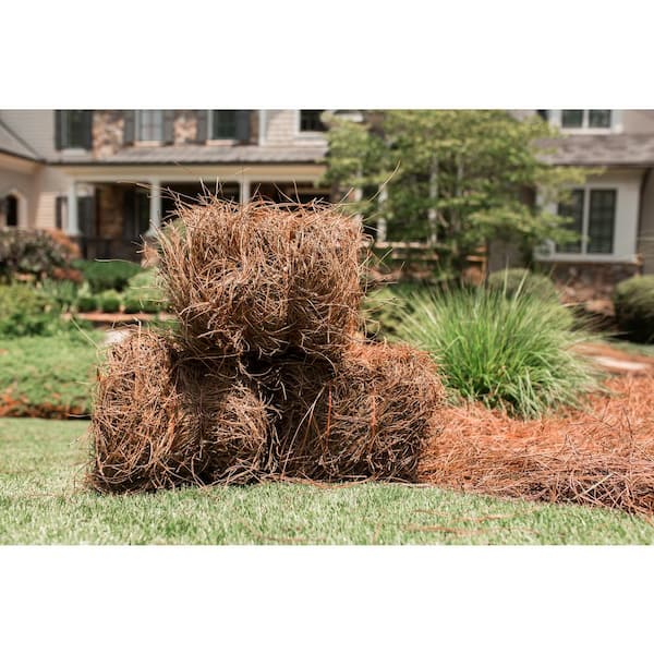 BELL NURSERY Mini Straw Bales (2-Pack) STRAWMINI2PK - The Home Depot