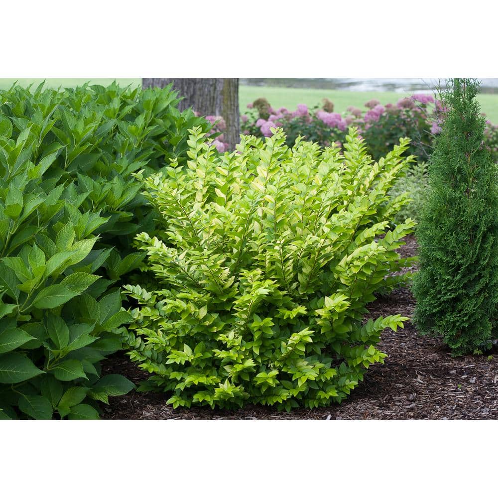 Proven Winners 1 Gal. Golden Ticket Privet (Ligustrum) Live Shrub, White Flowers and Yellow Foliage