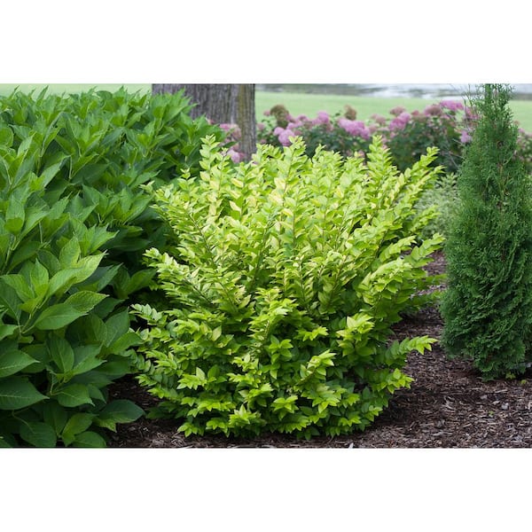 1 Gal. Golden Ticket Privet (Ligustrum) Live Shrub, White Flowers and Yellow Foliage