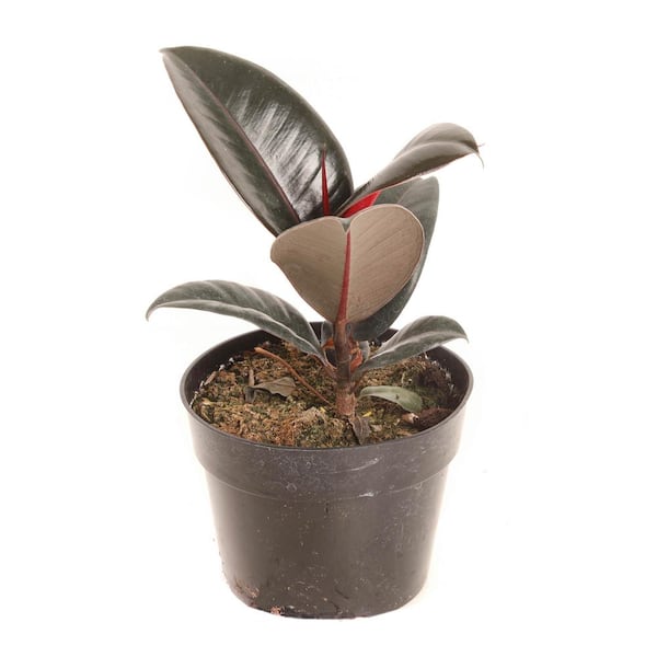 PLANTS BY POST 6 in. Ficus Burgundy Plant in Grower Pot
