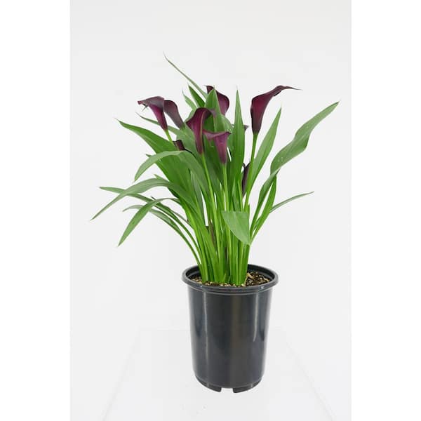 Unbranded 2.5 qt. Perennial Calla Lily Purple