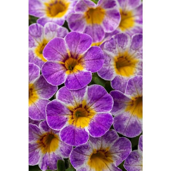 BELL NURSERY 11 in. Calibrachoa Chameleon Avant Garden Annual Live Plant in Hanging Basket