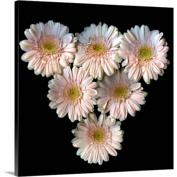 GreatBigCanvas "Gerberas" by Magda Indigo Canvas Wall Art