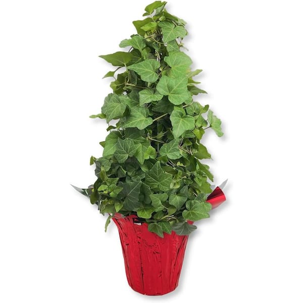 English Ivy Tree in Festive Holiday Cover-Live Plant in a 4 Inch Pot-Red-Hedera Helix-Florist-Topiary Vine