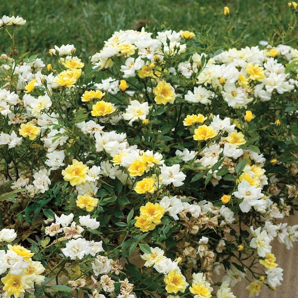 Drift 3 gal. Drift Rose Lemon HD2669 - The Home Depot