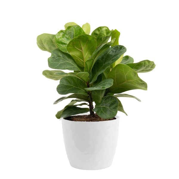 Ficus Lyrata Bambino Plant in 6 in. White Décor Pot