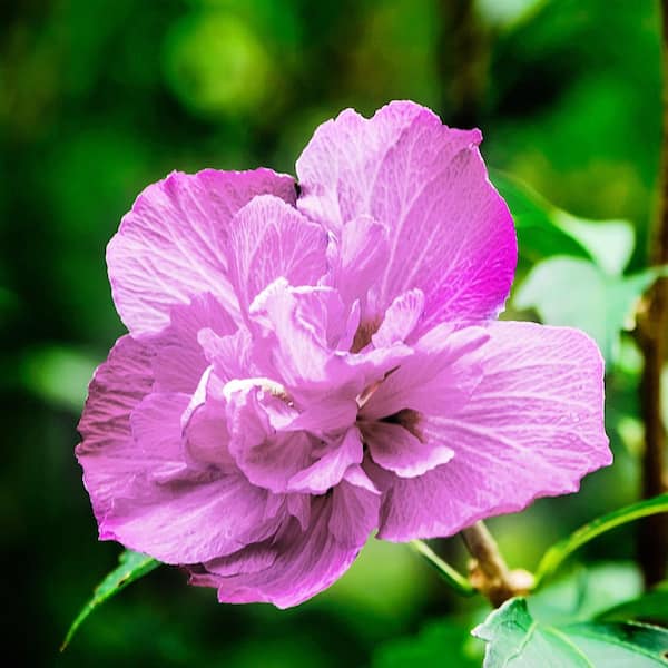 7 Gal. Althea Rose of Sharon Shrub Form with Purple Flowers