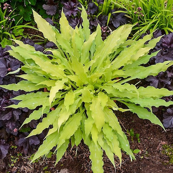 Spring Hill Nurseries Wiggles and Squiggles Hosta, Live Bareroot Perennial Plant, Green and Yellow Foliage (1-Pack)