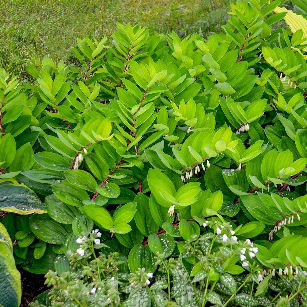 1 Gal. Pot, Solomon's Seal Flowering Potted Perennial Plant (1-Pack) price history on PriceWatchPro