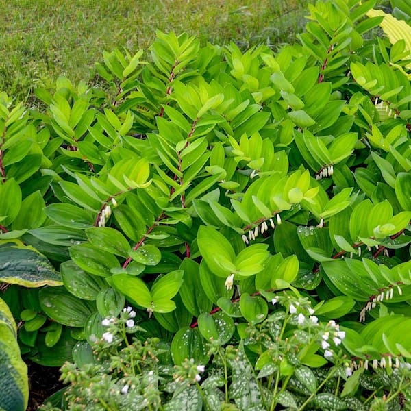 1 Gal. Pot, Solomon's Seal Flowering Potted Perennial Plant (1-Pack)