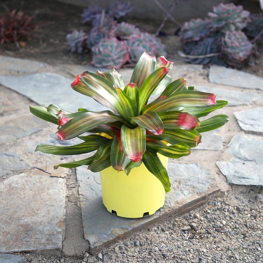 Freddie Variegated Bromeliad with Cherry Red Tips in Yellow Planter