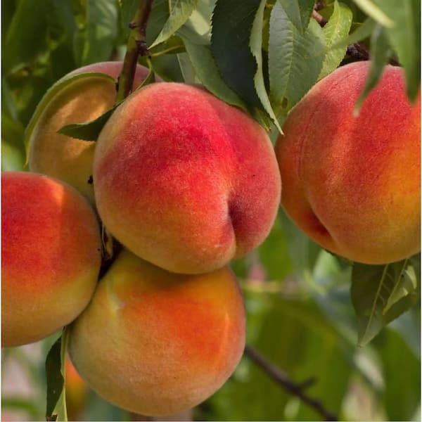 Online Orchards Semi Dwarf Elberta Peach Tree - 3 ft.