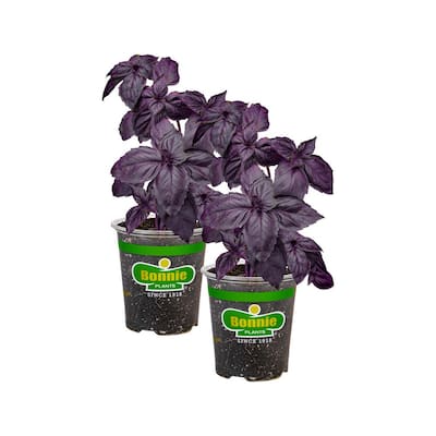 19 oz. Purple Basil Herb Plant (2-Pack)