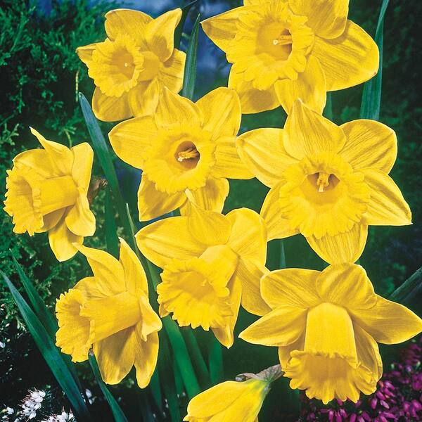 Trumpet Yellow Daffodil Bulbs (45-Pack) 36609P - The Home Depot