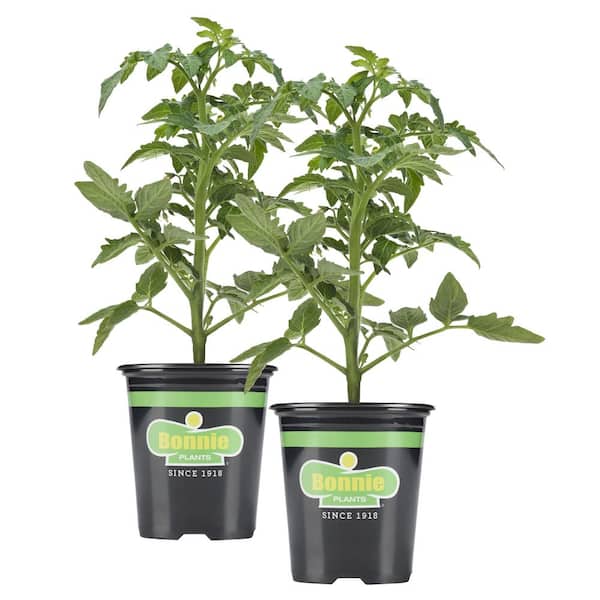 Bonnie Plants Tiny Temptations Tomato 19.3 oz. 2-Pack Live Plants