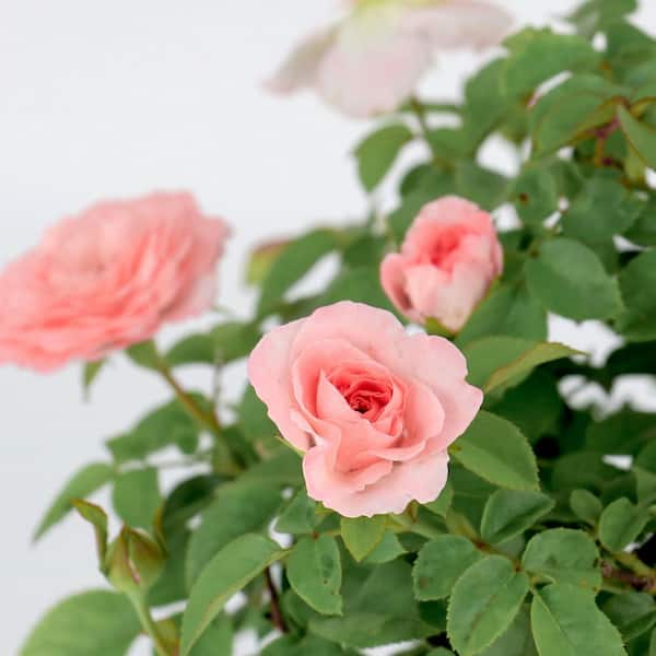 national PLANT NETWORK Bare Root Rose Scentables Sunbelt Savannah