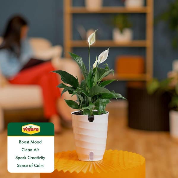 Vigoro Peace Lily Indoor Plant in 6 in. White Decor Planter, Avg