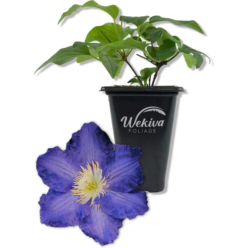 Clematis Ravel-Live Starter Plant in a 2 in. Growers Pot-Starter Plants Ready for the Garden-Rare for Collectors price history on PriceWatchPro