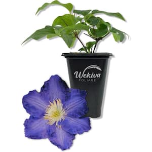 Clematis - Perennials - The Home Depot