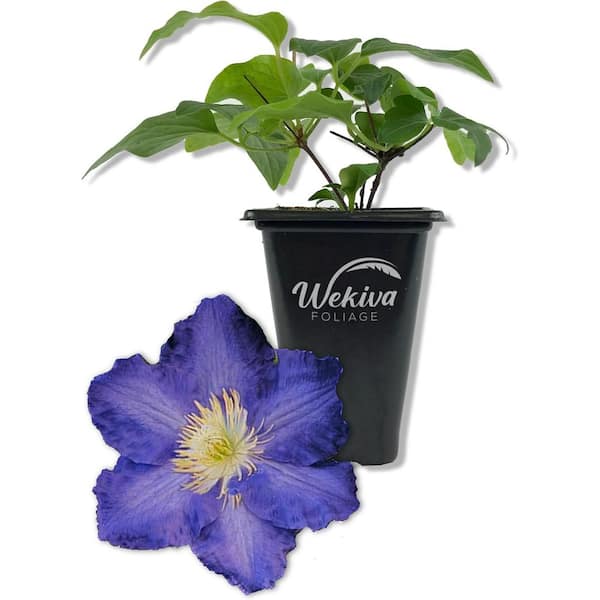 Wekiva Foliage Clematis Ravel-Live Starter Plant in a 2 in. Growers Pot-Starter Plants Ready for the Garden-Rare for Collectors