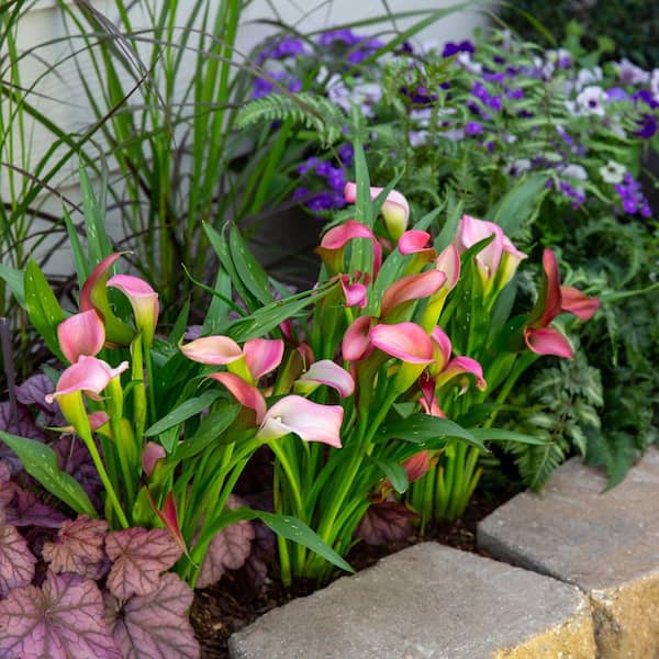 METROLINA GREENHOUSES 2 Qt. Pink Calla Lily Perennial Plant (3-Pack) 4494