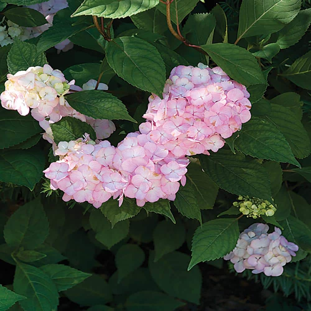 11 in. Pink Hydrangea Plant 17411 - The Home Depot