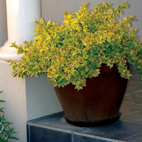 3 SQ Kaleidoscope Abelia Plant with Chameleon-Like Foliage that Blooms White Flowers
