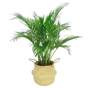 9.25 in. Cateracterum Palm (Cat Palm) Plant in Natural Decor Basket