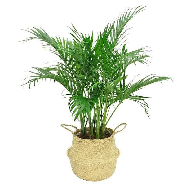 Costa Farms Cateracterum Indoor Palm (Cat Palm) in 9.25 in. Natural Décor Basket, Avg. Shipping Height 3-4 ft. Tall