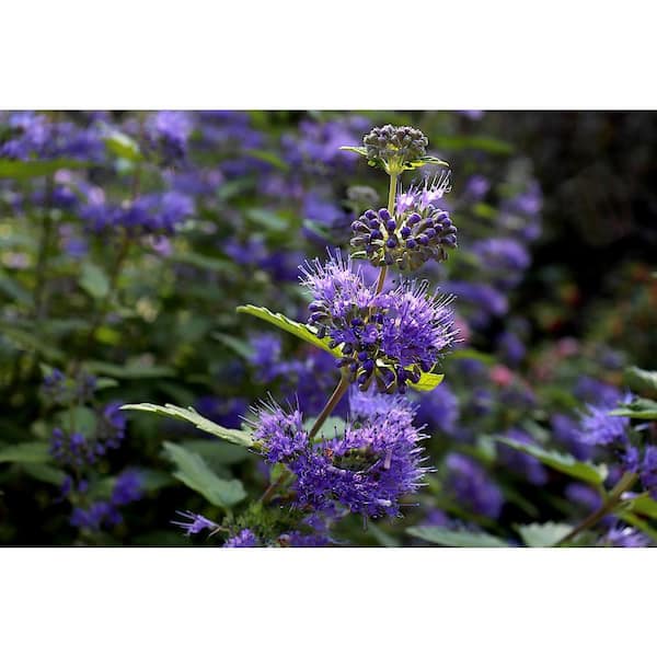 1 Gal. Blue Mist Bluebeard Flowering Shrub with Fragrant Powder Blue Early Autumn Blossoms
