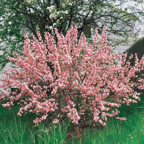 Spring Hill Nurseries 1 Gal. Pot, Flowering Ornamental Almond Shrub, Potted Plant (1-Pack)