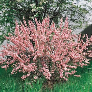 1.50 Gal. Pot Flowering Ornamental Almond Shrub Grown (1-Pack)