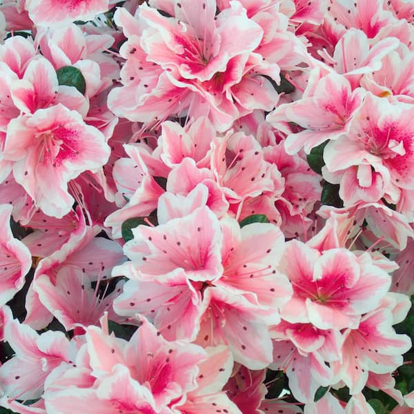 national PLANT NETWORK 2.5 qt. Azalea Conversation Piece Flowering Shrub with Pink Blooms