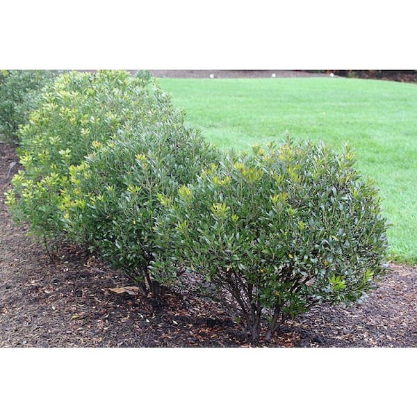 3 Gal. Shamrock Inkberry Holly Live Evergreen Shrub