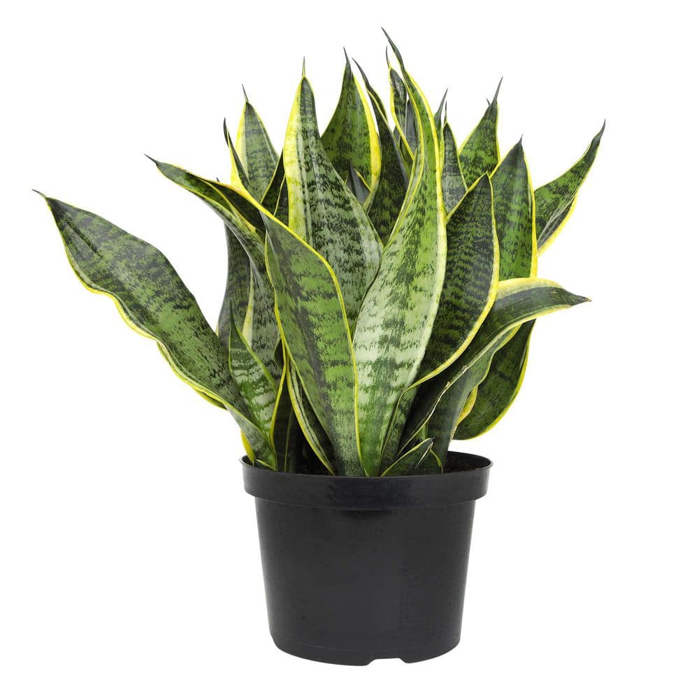altman-plants-snake-plants-