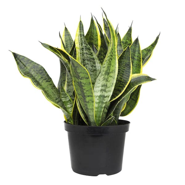 madagascar succulent plants Real Live Succulent Cactus Plant : Pachypodium Lamerei Drake Madagasca –  Succulent Zone main image 0