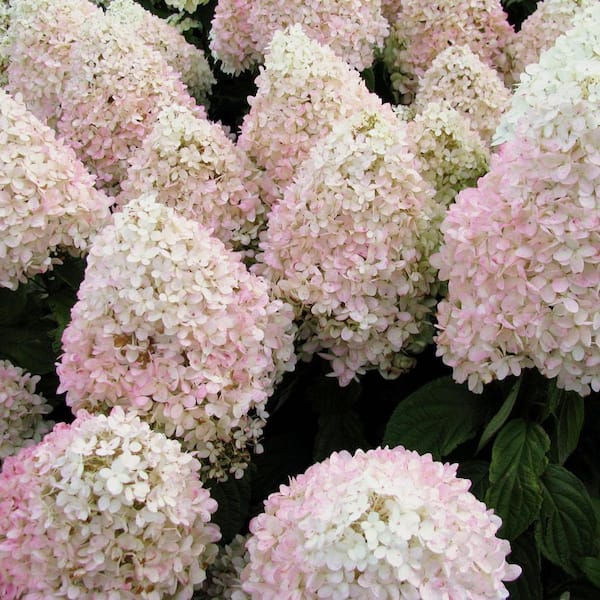 Hydrangea Sweet Summer 4 in. Potted Rocketliners (Set of 3 Plants)