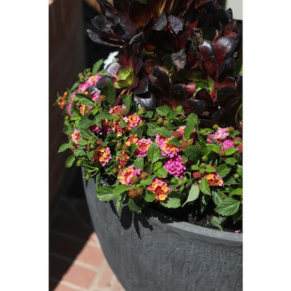 1 qt. Pink Lantana Plant (4-Pack)
