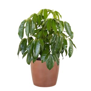 Umbrella Tree Schefflera Amate Live Indoor Outdoor Plant in 10 inch Premium Sustainable Ecopots Terracotta Pot