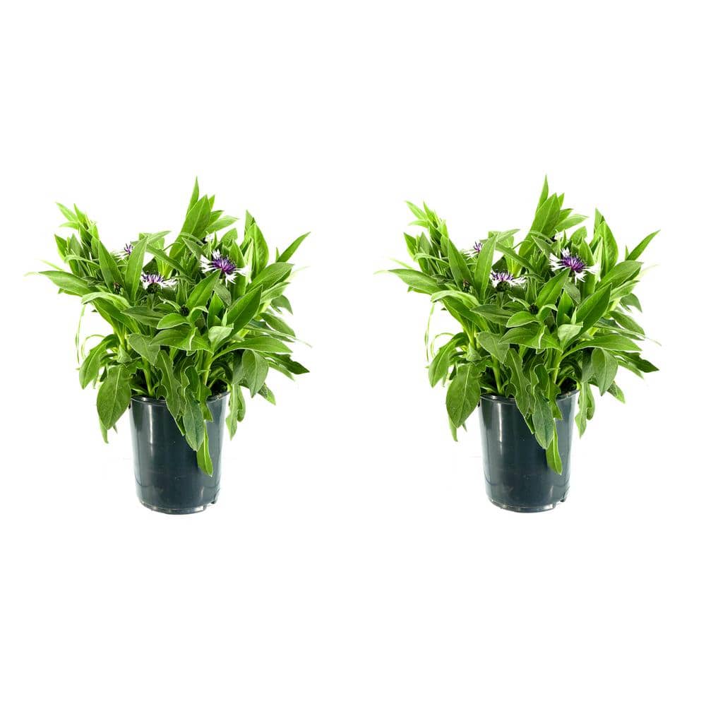 Perennial Centaurea Amethyst Snow 2.5 qt. (2-Pack)