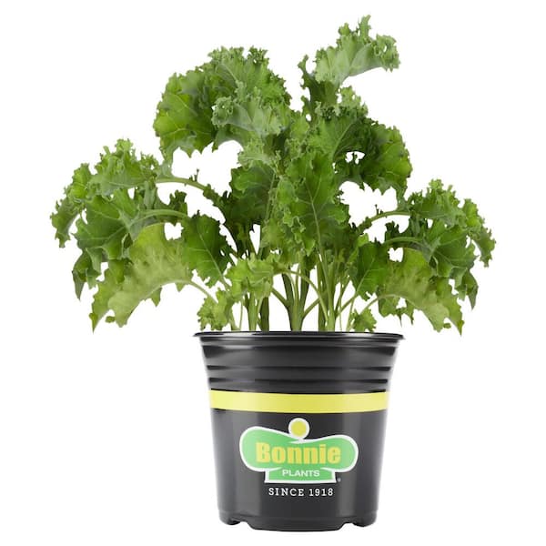 2.32 Qt. Curly Kale Plant
