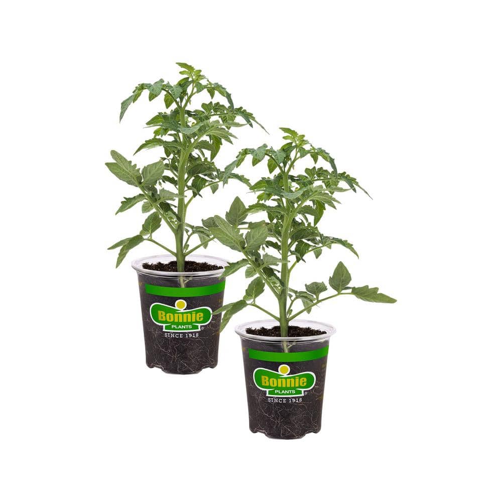 19 oz. Better Boy Tomato Plant (2-Pack)