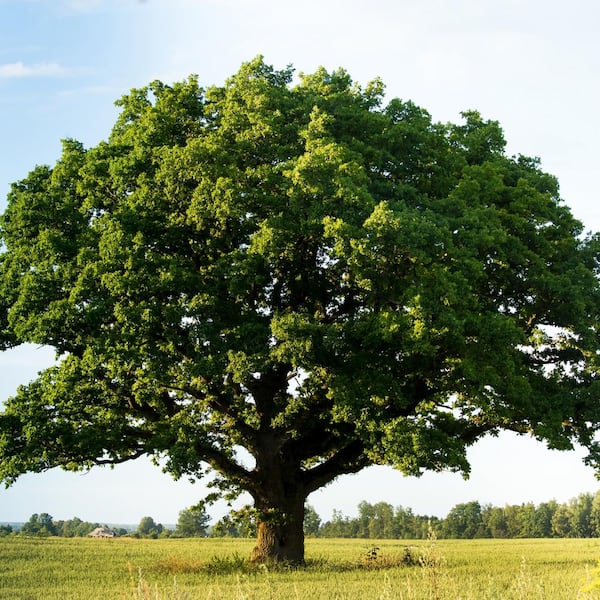 national PLANT NETWORK 2.25 Gal. Deciduous Swamp Chestnut Oak Tree ...