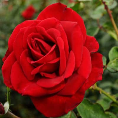 VAN ZYVERDEN Red Rose Mister Lincoln Root Stock 83881