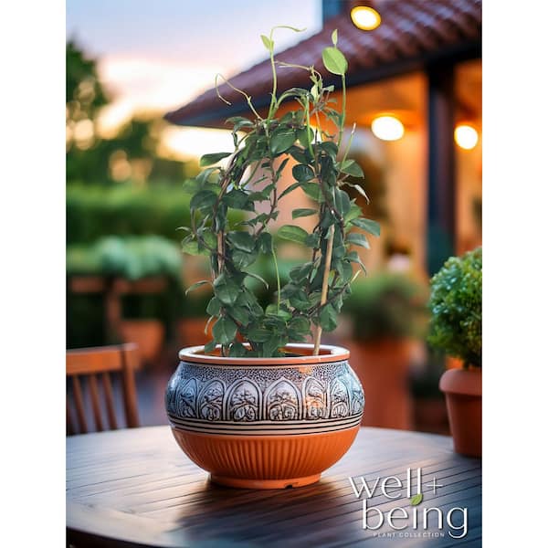 NATURE'S WAY FARMS 2 qt. Staked Confederate Jasmine Flowering