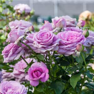 Violet's Pride Downton Abby 24 in. Tall Tree Rose, Live Bareroot Plant, Lavender Color Flowers (1-Pack)